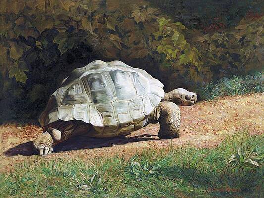 Pet Rock Paintings Fine Art America