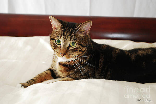Cat Claw Photographs Page 7 Of 16 Fine Art America