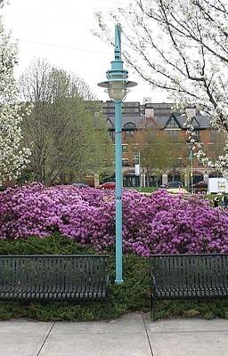 The Lamp Post by Alan Chandler The Lamp Post by Alan Chandler