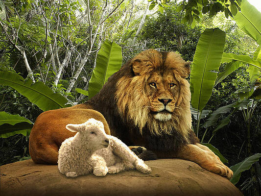 The Lion and the Lamb by M Spadecaller The Lion and the Lamb by M Spadecaller