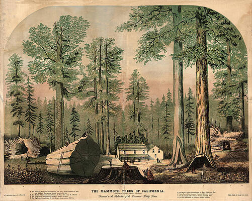 pix Minimalist Redwood Tree Drawing sequoia drawings fine art america