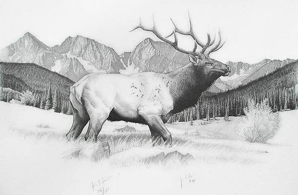 Rocky Mountain Elk Drawings Pixels 1280x720 drawing a rocky mountain how to pencil drawing. rocky mountain elk drawings pixels