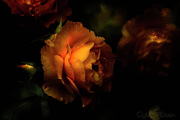 the night garden by Cybele Moon the night garden by Cybele Moon
