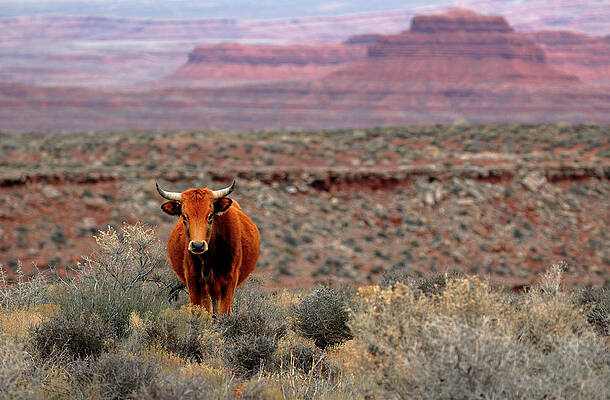 Wall Art - Photograph - The Open Range 2 by Nicholas Blackwell