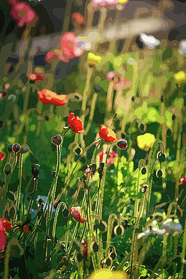 The Poppy Field by Ian Anderson The Poppy Field by Ian Anderson