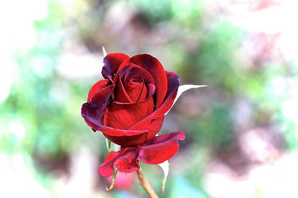 The rose... by John Moulds The rose... by John Moulds