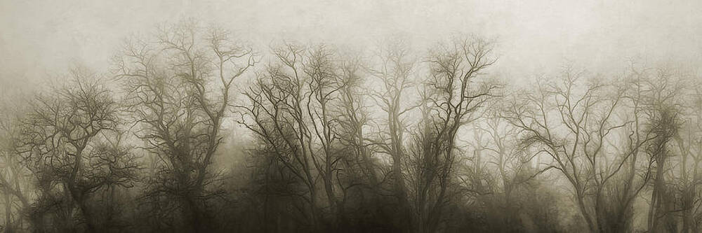 Wall Art - Photograph - The Secrets of the Trees by Scott Norris