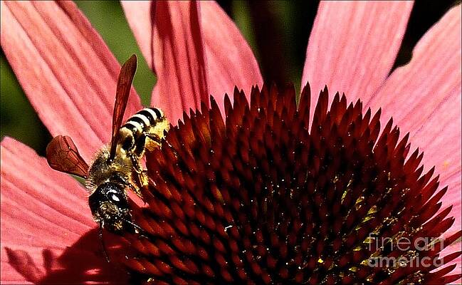 The Wasp by Julia Hassett The Wasp by Julia Hassett