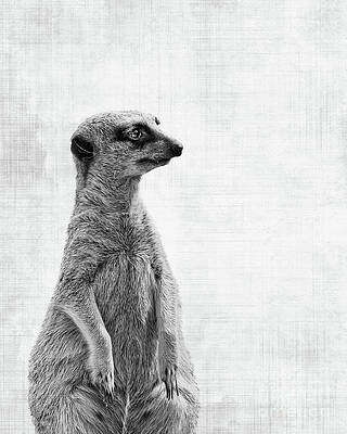 Wall Art - Photograph - Suricate, the watcher by Delphimages Photo Creations