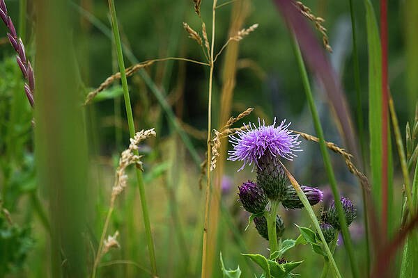 Wall Art - Photograph - Thistle Blossom in Tall Grass by Mary Lee Dereske