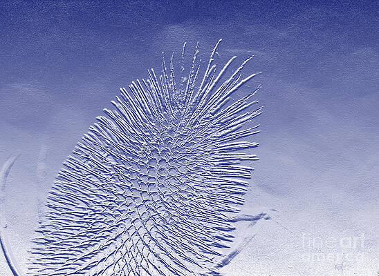 Thistle Blue by Tabitha Fox