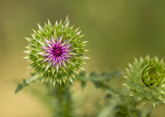 Wall Art - Photograph - ThistleWorks by Bill and Linda Tiepelman