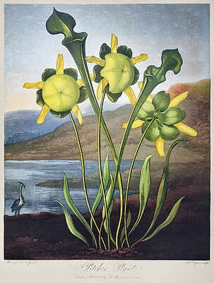Wall Art - Photograph - Thornton: Pitcher Plant by Granger