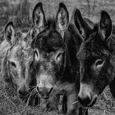 Three Amigos by David W Schafer Three Amigos by David W Schafer