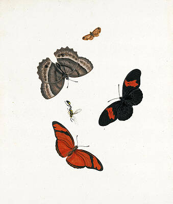 Three Butterflies a Moth and a Wasp Print by Johannes van Bronckhorst