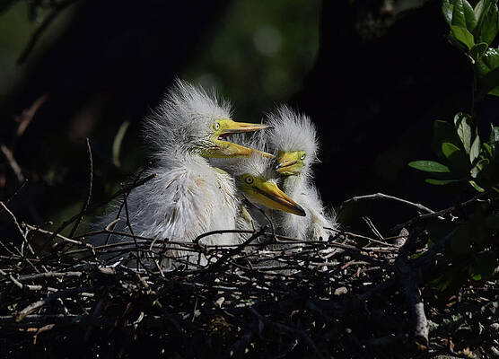 Three Chicks by Jim Bennight Three Chicks by Jim Bennight