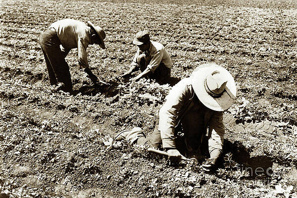  Photograph - Three filed workers using short handled Hoe  by Monterey County Historical Society