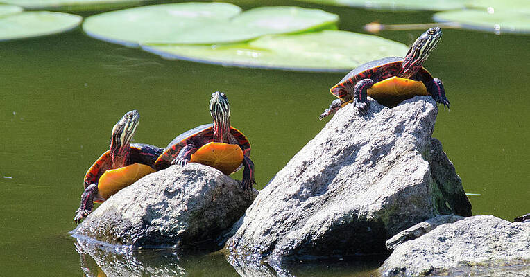 Three in a Row by Judd Nathan