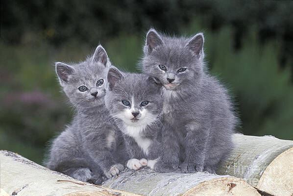 Wall Art - Photograph - Three Kittens by Rolf Kopfle