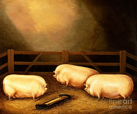 Fat Pig Paintings Fine Art America