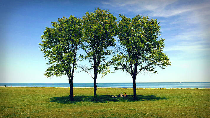 Three Trees Lake Shore by Patrick Malon Three Trees Lake Shore by Patrick Malon