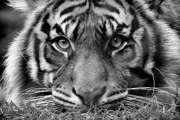 Tigers Stare by Steve McKinzie Tigers Stare by Steve McKinzie