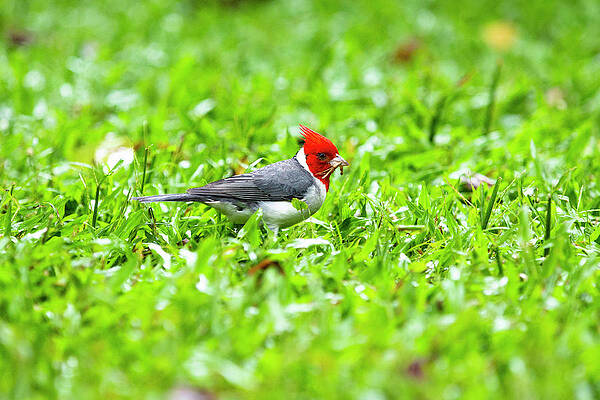 Wall Art - Photograph -  Time to build a nest by Jason Hughes
