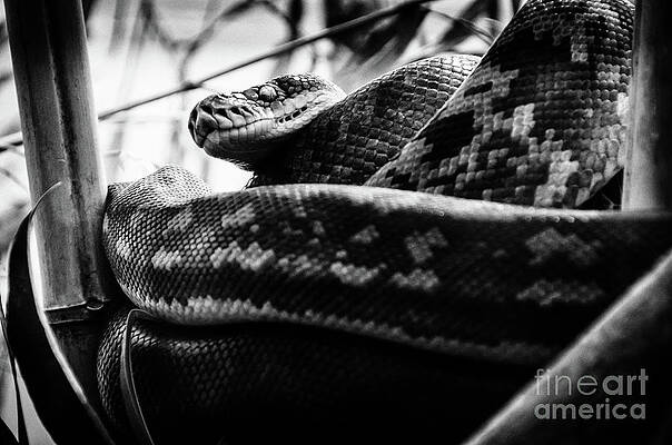 Wall Art - Photograph - Timor Python by Jonas Luis