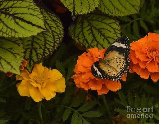 Tiny Butterfly by Terri LeSaint-Keller Tiny Butterfly by Terri LeSaint-Keller