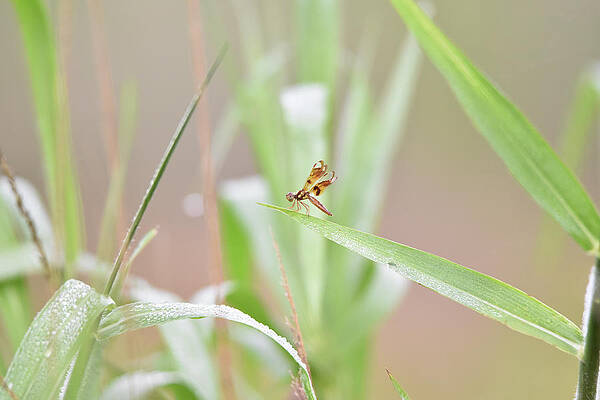 Wall Art - Photograph - Tiny Dragonfly on Grass with a Pinkish Background by Artful Imagery