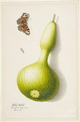 Bottle Gourd Paintings Fine Art America