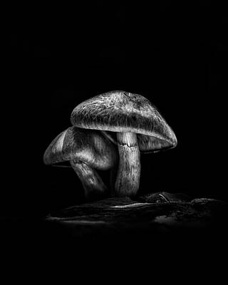 Wall Art - Photograph - Toadstools On A Toronto Trail No 2 by Brian Carson