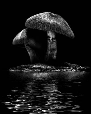Wall Art - Photograph - Toadstools On A Toronto Trail Reflection No 6 by Brian Carson