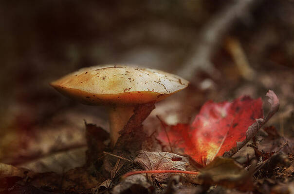 Wall Art - Photograph - Toasty Glow by Sue Capuano