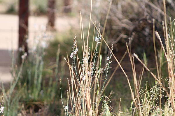 Wall Art - Photograph - Tombstone Wildflowers and Grass by Colleen Cornelius