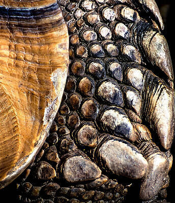 Tortoise Skin by Steven Maxx Tortoise Skin by Steven Maxx