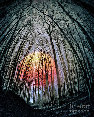 Wall Art - Photograph - Toward the Light by Edmund Nagele FRPS