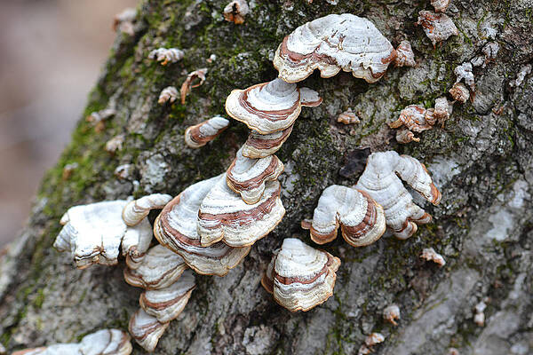 Trametes versicolor  by Deborah Marcus