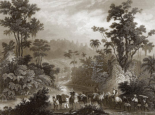 Amazon Forest Drawings Fine Art America Amazon Forest Drawings Fine Art America