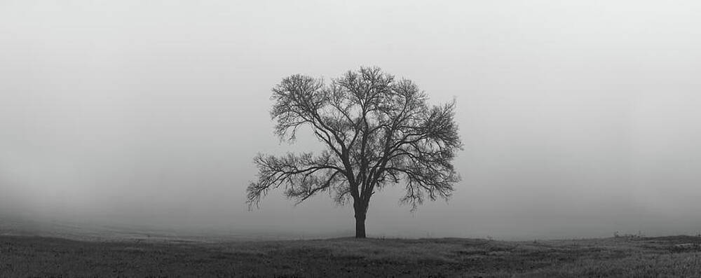 Wall Art - Photograph - Tree Alone In The Fog by Todd Aaron