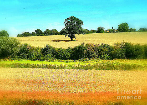 Wall Art - Photograph - Tree and Layers by Gordon James