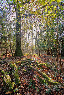Wall Art - Photograph - Tree and roots - Leigh Woods by Colin Rayner