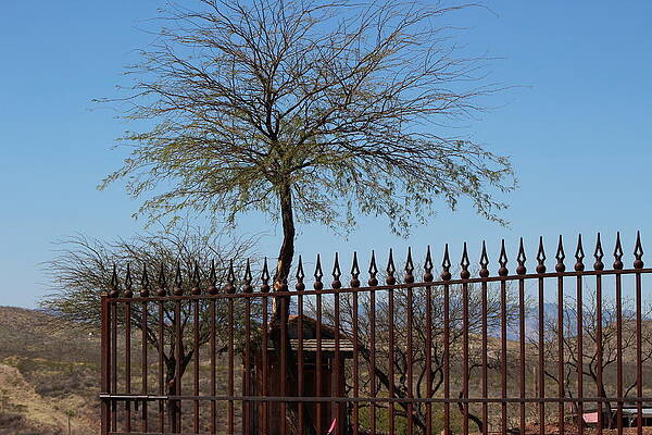Wall Art - Photograph - Tree Behind Mining Shack by Colleen Cornelius