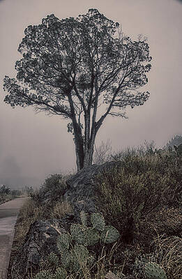 Tree in Fog by Kathy Adams Clark Tree in Fog by Kathy Adams Clark