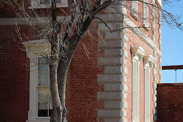 Wall Art - Photograph - Tree in Front of Courthouse by Colleen Cornelius