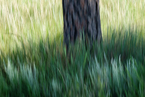 Wall Art - Photograph - Tree In Grass by Deborah Hughes