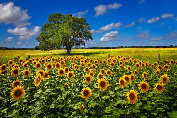 Wall Art - Photograph - Tree in the Sunflower Field by Debra and Dave Vanderlaan