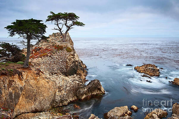 Wall Art - Photograph - Tree of Dreams - Lone Cypress tree at Pebble Beach in Monterey California by Jamie Pham
