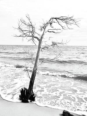 Tree on Beach by Amanda Jane Kohler Tree on Beach by Amanda Jane Kohler