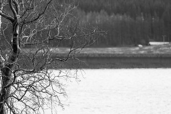Tree Overlooking Lake by Steve McMillan